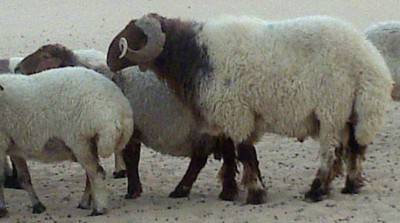 خروف يضحي بصاحبه قبل أن يضحي الأخير به..!