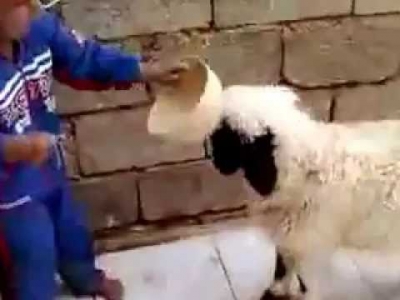 خروف العيد يقود حراك ضد (طفل ) مسالم