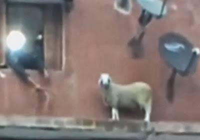 بالفيديو.. إنقاذ خروف “حاول الانتحار” في الجزائر