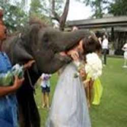 بالفيديو…فيل يقتحم عرساً ويقبل العروس