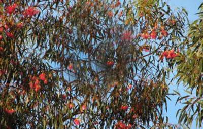 تعرف على حقول الذهب.. أشجار تنبت أوراقها ذهباً!