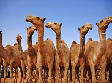 قطيع جمال يسبب كارثه في مدينة معان