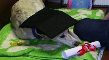 كلب يحصل على شهادة ماجستير في بريطانيا