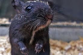 فأر ضخم يلتهم طفلاً