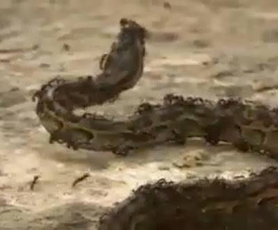 مقطع فيديو مذهل لهجوم جماعي لـ النمل على أفعى عملاقة وقتلها !