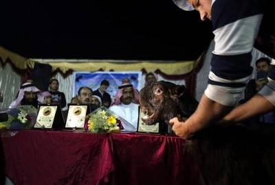 عمان : انقسام بشأن مسابقة الماعز الشامي !!