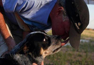 القبض على أمريكي يغتصب كلباً بعد تخديره