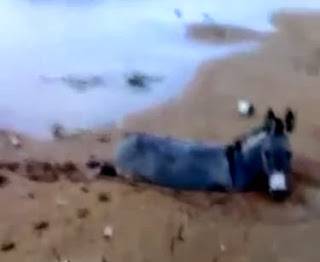بالفيديو ... حمار مغرز جراء السيول ومحاولات عديدة لإنقاذه