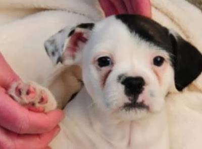 بالصور.. شاهد  الكلب  الذي يشبه هتلر .. والأطفال يؤدون له التحية الشهيرة