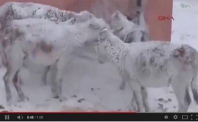 بسبب الثلوج تجميد عدد من الحمير