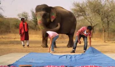 بالفيديو.. فيل يتحول إلى عارضة أزياء مرتدياً الجينز