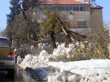 الأشجار.. المتضرر الصامت من أليسكا (صور)