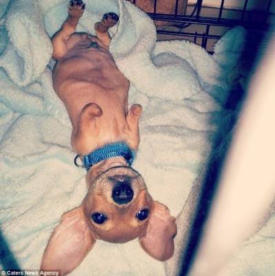 بالصور :6000 متابع عبر انستجرام لكلب مُعاق..!