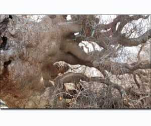 سقوط شجرة نمر بن عدوان