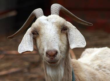 الدفاع المدني ينقذ معزة علقت بواد سحيق في دير علا