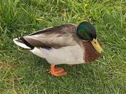 فرخ بط يعيش في لحية هذا الرجل!... ( شاهد الصوره )