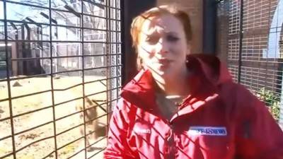 بالفيديو: أسد يقفز على مقدمة برنامج تلفزيوني على الهواء