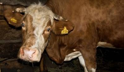 شخص متهم بممارسة الجنس مع البقر يفجر موجة من الضحك داخل المحكمة..!