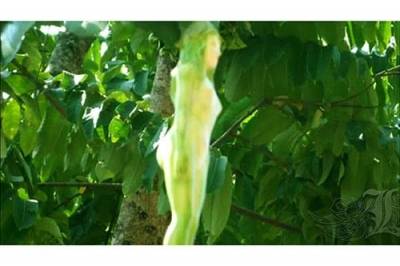 سبحان الله ... شجرة ثمارها على شكل نساء .. شاهد الصور