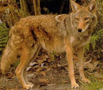 شاهد  ذئب خبيث كيف التهم ضحاياه ... فيديو