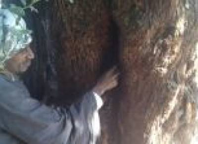 بالصور ..شجرة النبق الولية تنزف دما منذ 700 سنة حزنا على فراق صاحبها