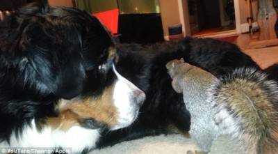 فيديو لكلب يرتبك حين يقوم سنجاب بإخفاء الجوز في فروه يحقق 3 ملايين مشاهدة في يوم .. صور وفيديو