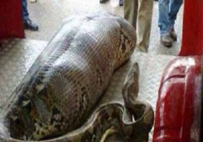 الى اصحاب القلوب القوية : لن تصدق شاهدوا ماذا وجدوا في بطن هذه الافعي