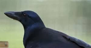 ذكاء غراب : يحلّ أحجية معقدة من 8 خطوات للحصول على قطعة لحم .. فيديو