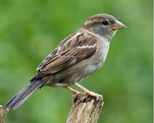 ثلاثيني يدعي تربية العصافير ليهتك عرض 5 أطفال !!