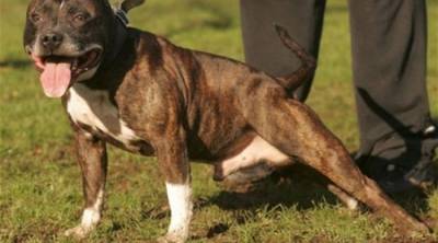 تكتشف أن حبيبها يخونها ويمارس الجنس مع كلبتها..!!!