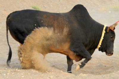 بالفيديو.. ثيران غاضبة تحاصر اسداً وتطعنه بقرونها حتى الموت
