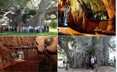 بالصور .. شاهد اغرب مقهى داخل شجره جوفيه عمرها يزيد عم 6000 عام
