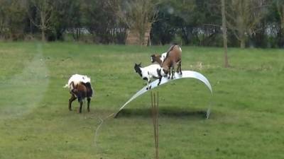 2 مليون مشاهدة لهذه(الماعز)