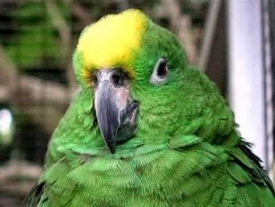 بالفيديو .. ببغاء يصلي ويسلم على النبي محمد ويطلق زغردة رنانة