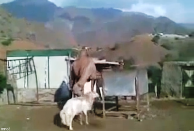 شاهد .. خروف سكران ينطح جمل