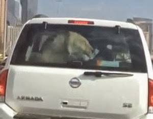 بالفيديو.. أسد داخل سيارة بأحد شوارع دبي
