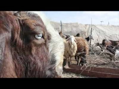 تيس يدر حليباً في العقبة.. فيديو