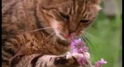 بالفيديو.. قطط تتصرف بطريقة غريبة بعد تناول «الأفيون»