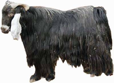 تيس مزدوج يعالج العقم والصدفية