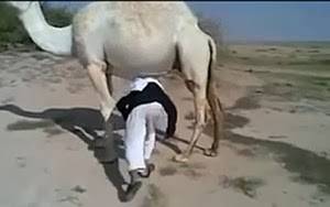 بالفيديو... خليجي أراد العبور من تحت الناقة ... شاهد ماذا فعلت به؟