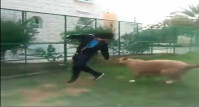 شاهد .. يطلق اسدا على صديقه من باب المزاح!