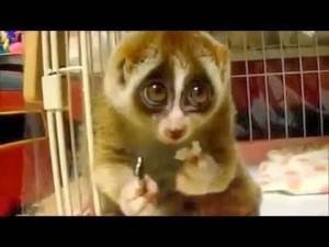 شاهد قرد وكأنة سيذوب من الخجل