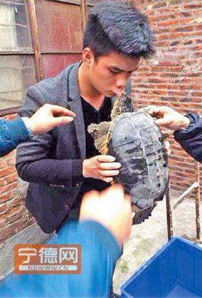 قبّلته سلحفاة... فدخل المستشفى