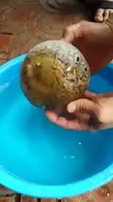 بالفيديو .. شاهد كيف تحمي هذه السمكة نفسها من الاعداء