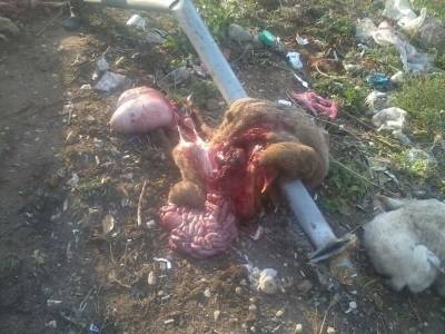 كرشات على الاسفلت اثر تدهور شاحنة اغنام .. ونفوق العشرات منها  .. صور