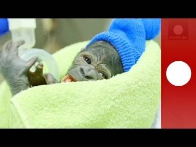 بالفيديو .. ولادة نادرة لـ «أنثى الغوريلا» تشبه الإنسان