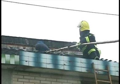 بالفيديو: هروب 80 طاووسا من مزرعة بالصين.. ورجال الإطفاء يحاولون صيدها