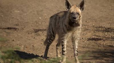 يمنية تتابع عبر الهاتف لحظات التهام ضبع لزوجها