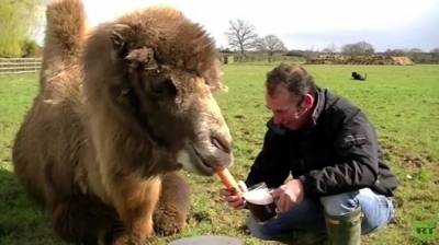 فيديو.. جمل يتناول الخمر مع صاحبه