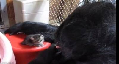 بالفيديو.. غوريلا تلعب مع قطط وتدربهم على الطعام